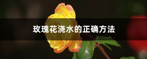 玫瑰花浇水的正确方法，能浇叶子吗