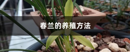 春兰的养殖方法