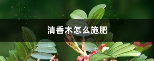 清香木怎么施肥