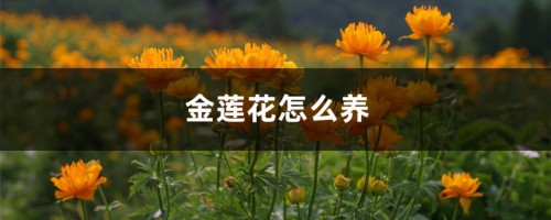 金莲花怎么养